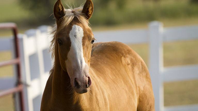 Equine Studies Masthead 1