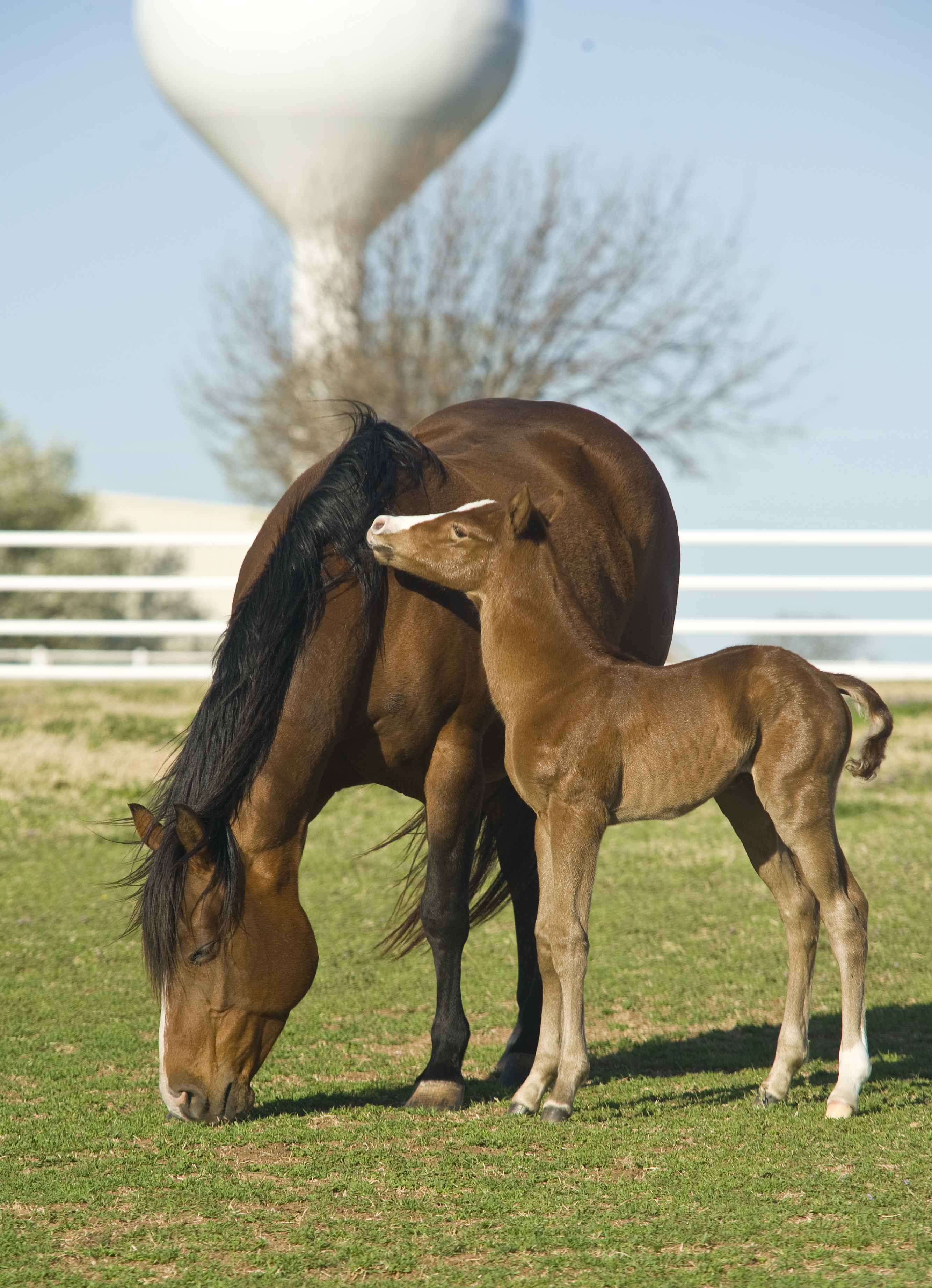 Mare and Foal